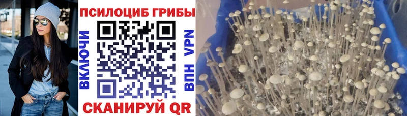 Псилоцибиновые грибы Psilocybe  Бирск 